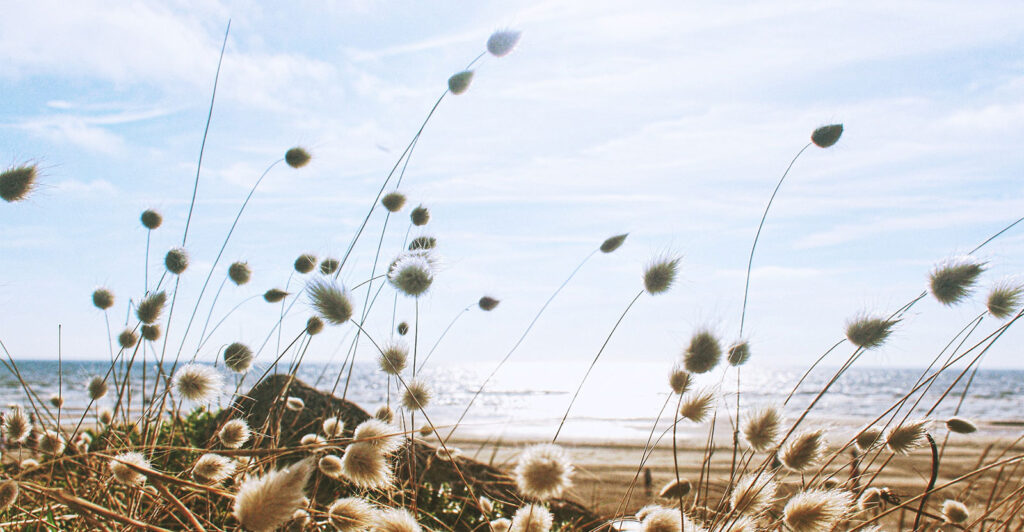 Gras